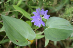 Monochoria vaginalis